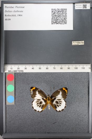 Media type: image;   Entomology 130249